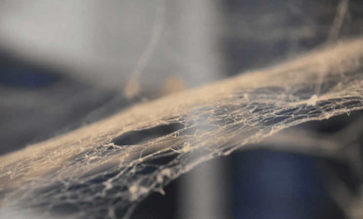 3 Facts About Cobwebs-cobweb