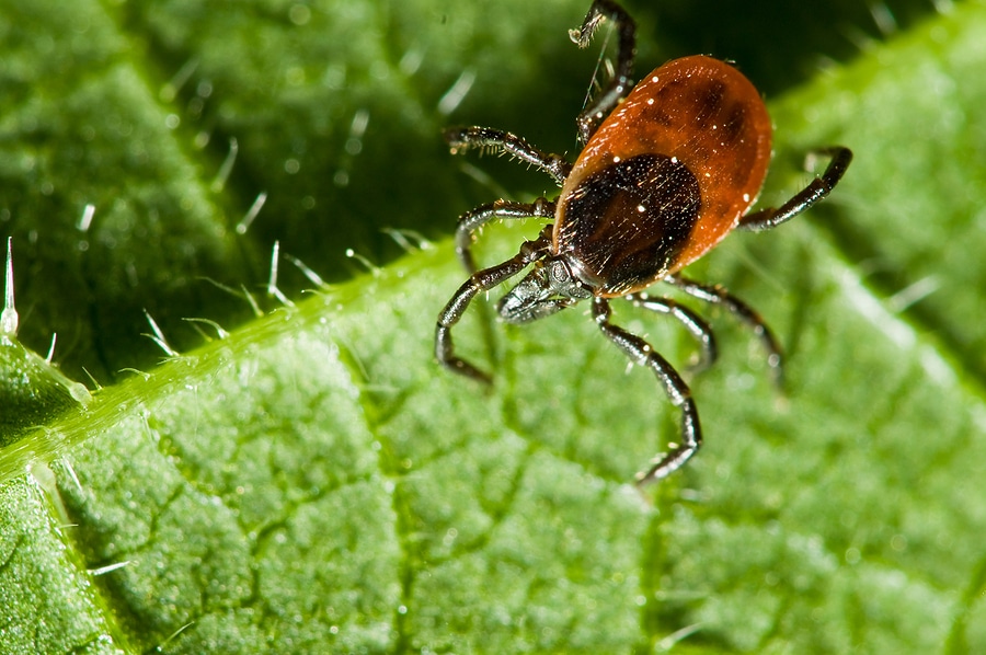 3 Places Ticks Like to Hide in Your Yard