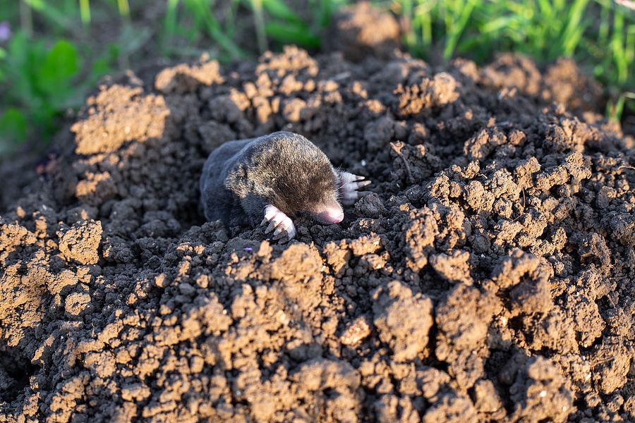 3 Reasons Moles Keep Invading Your Lawn