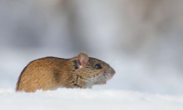 3 Reasons Winter Pest Control is Important