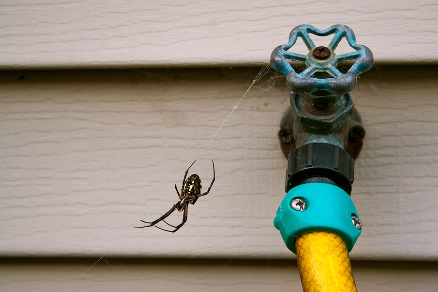 3 Signs of a Spider Infestation