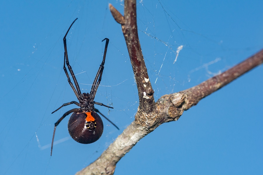 3 Steps to Take Following a Black Widow Bite