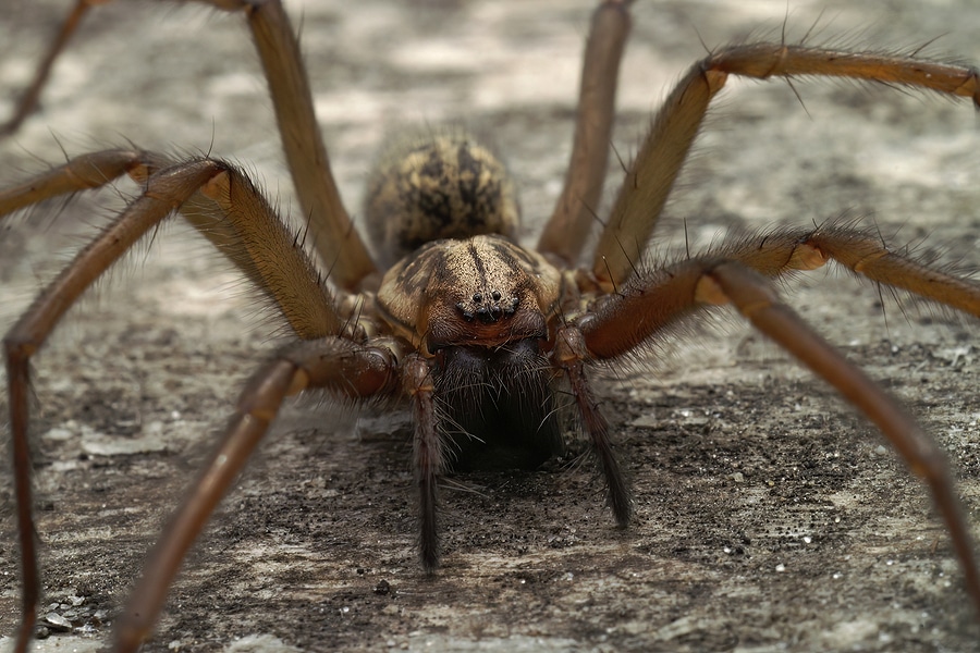 4 Reasons Spider Prevention is Year Round