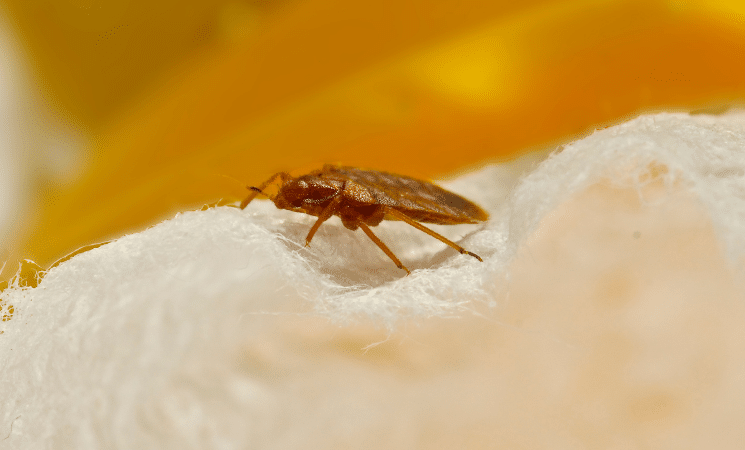 4 Shocking Ways Bed Bugs Get Into Your Home