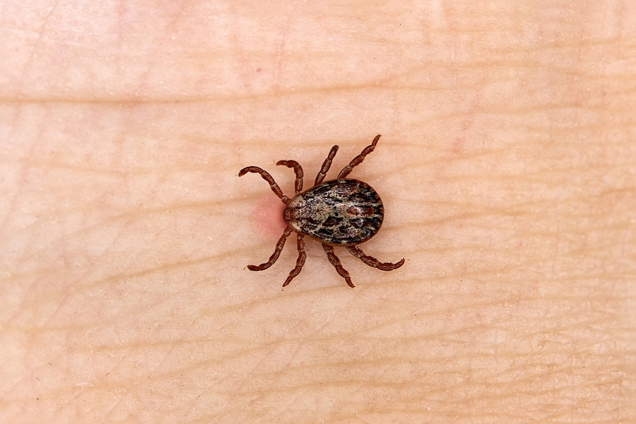 4 Types of Ticks in Ohio