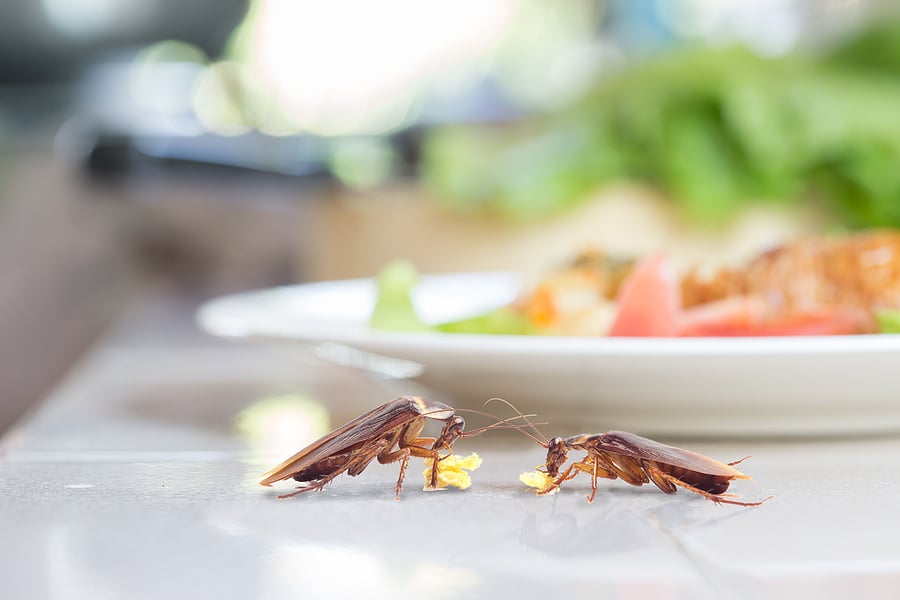 5 Foods that Attract Cockroaches