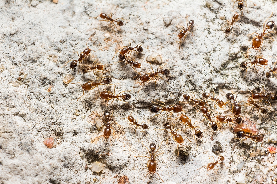 5 Types of Ants in Ohio