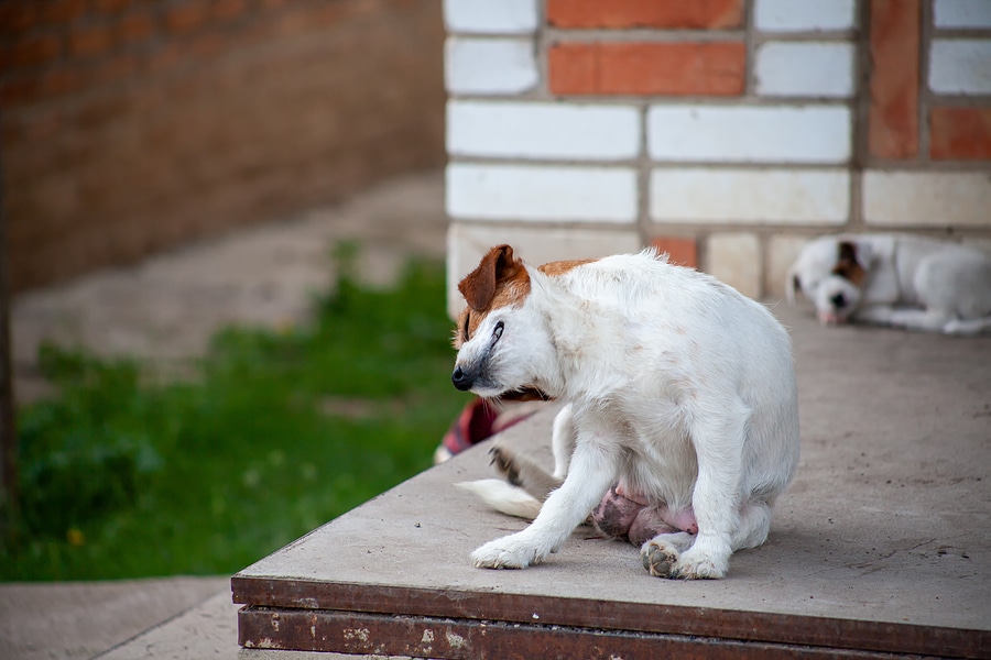 A Guide to Spotting Fleas in Your Yard