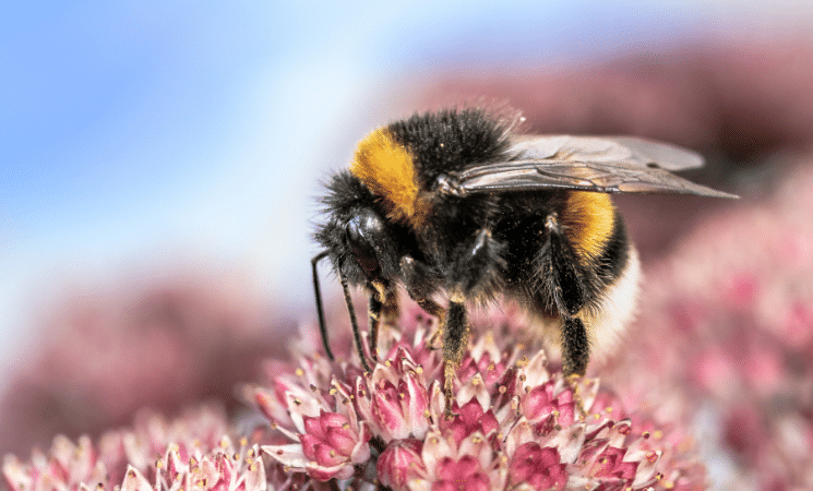 Bumble Bee or Carpenter Bee? 3 Ways to Tell Them Apart