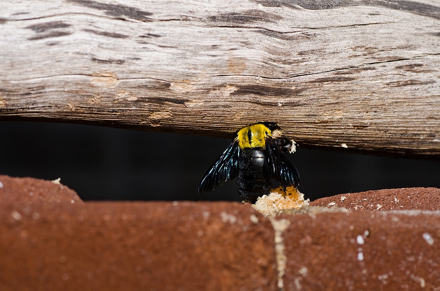 Are Carpenter Bees Harmless?