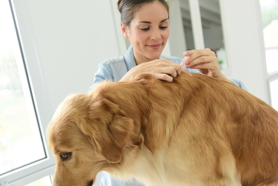 5 Flea & Tick Warning Signs