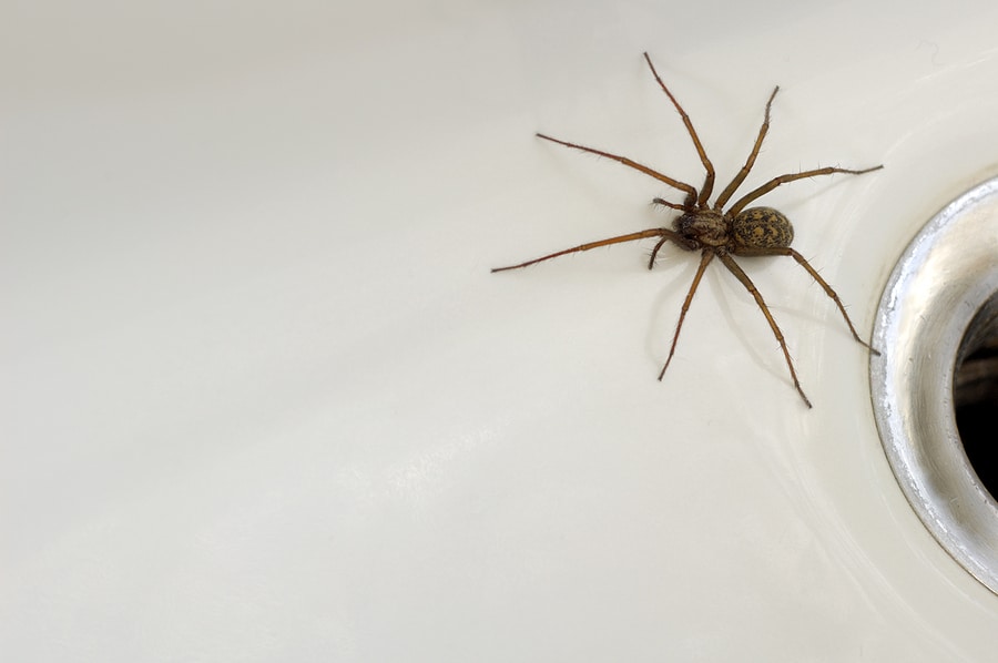 How Spiders Survive the Winter
