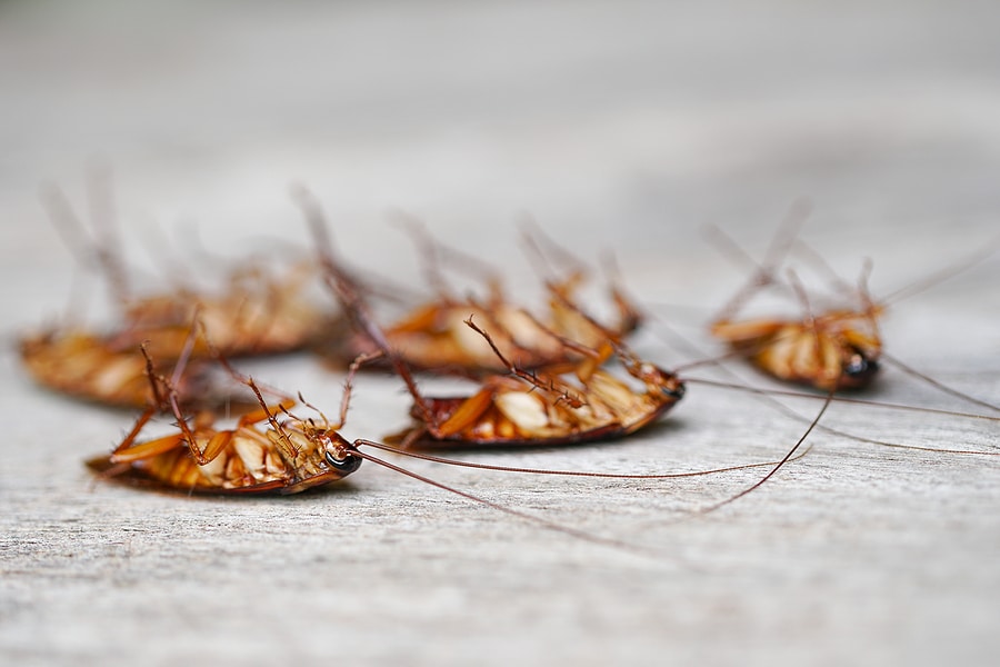 How to Identify a Cockroach Nest in Your Home 