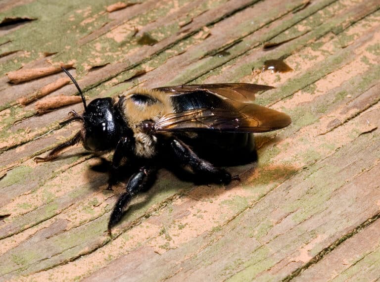 Carpenter Bee or Bumble Bee What's the Difference? Ohio