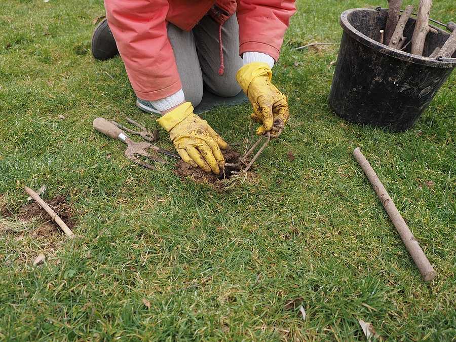 How Long Does Mole Extermination Take?