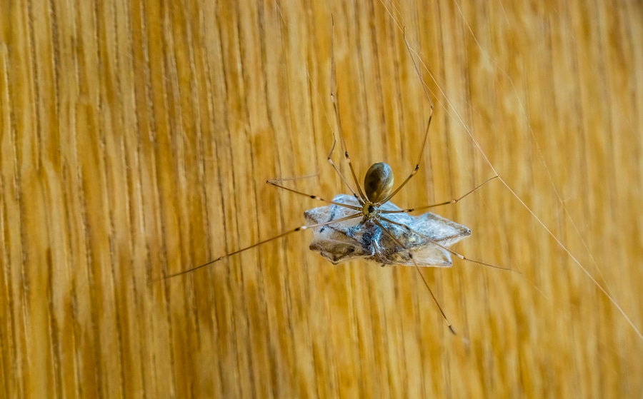 The Good, the Bad, and the Ugly of House Spiders