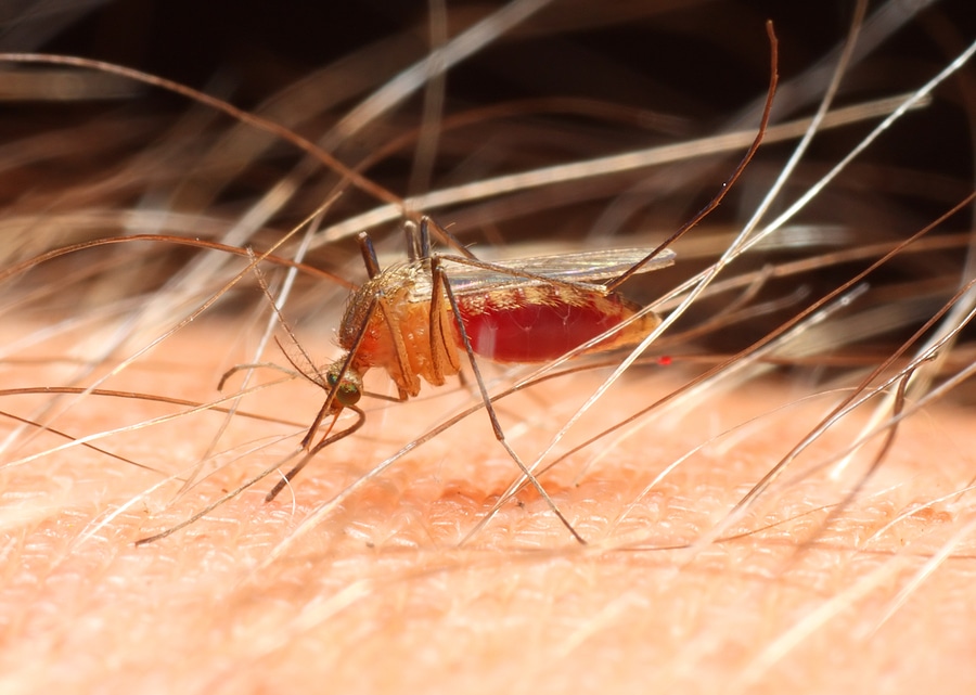What Spring Rains Mean for Your Mosquito Population
