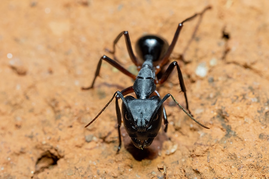 Why Carpenter Ants Appear Suddenly
