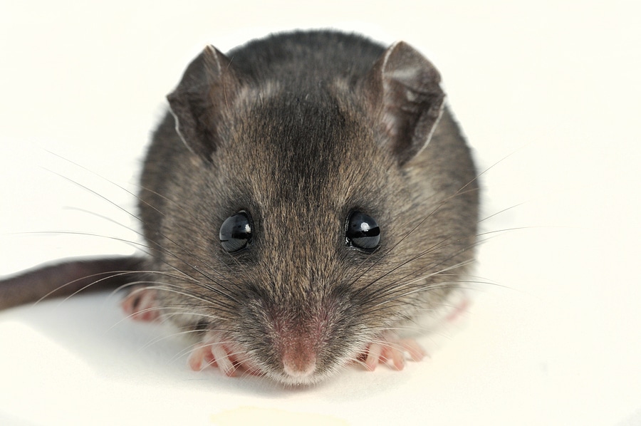 Why Deer Mice Are So Dangerous in Your Home