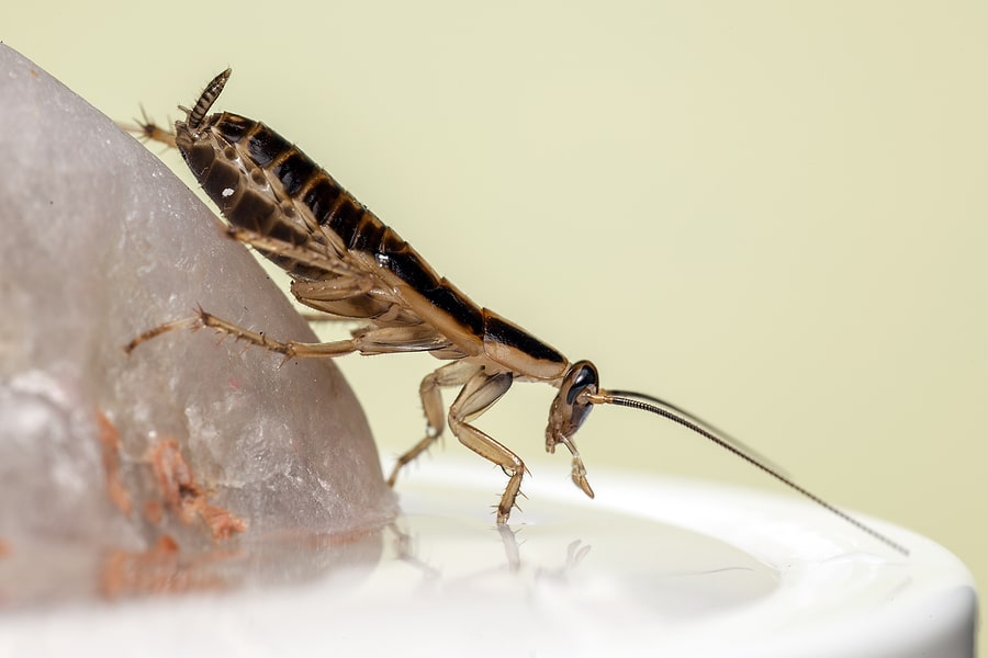 Why German Cockroaches Are Hard to Get Rid Of