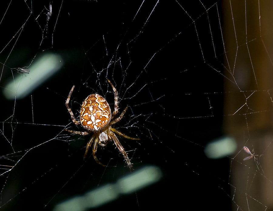Why Spiders Love the Nighttime