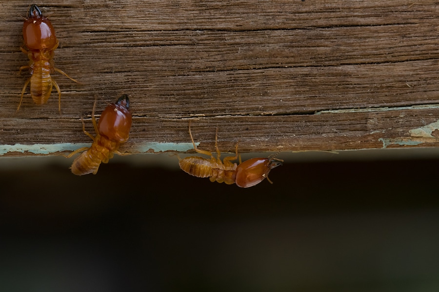 Why Termite Control is Urgent