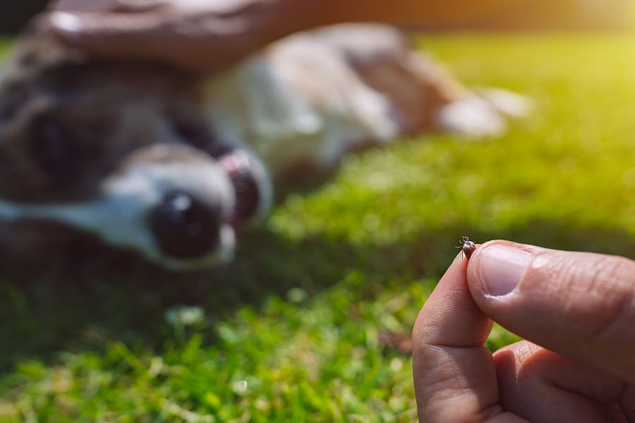 Why Ticks are Invading Your Lawn