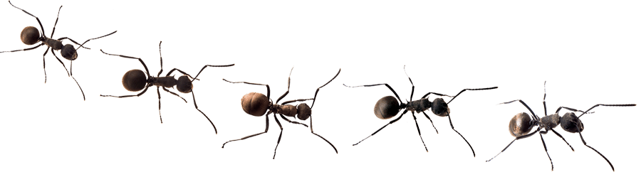 Row of Ants
