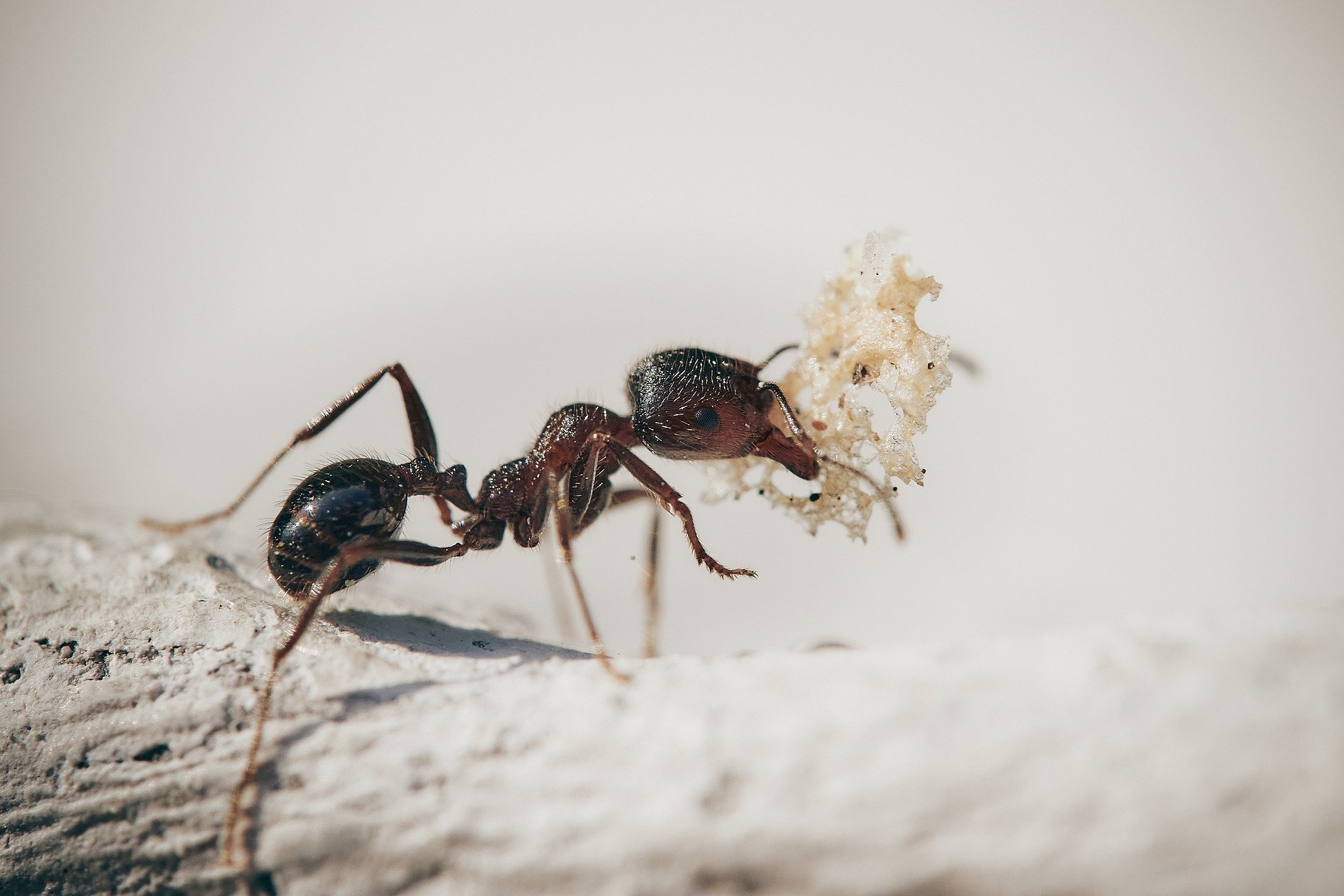 4 Tips to Prevent Ants at Your BBQ