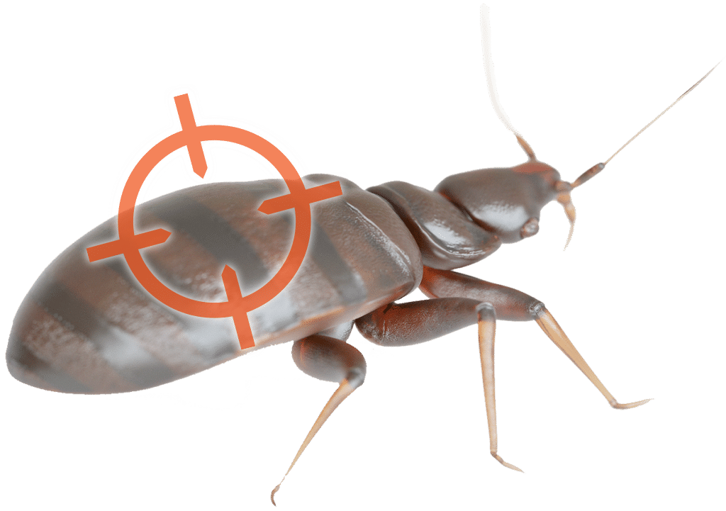 Cincinnati Bed Bug Removal