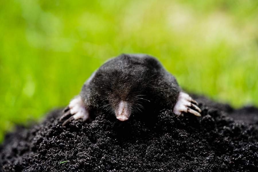 3 Signs of Moles