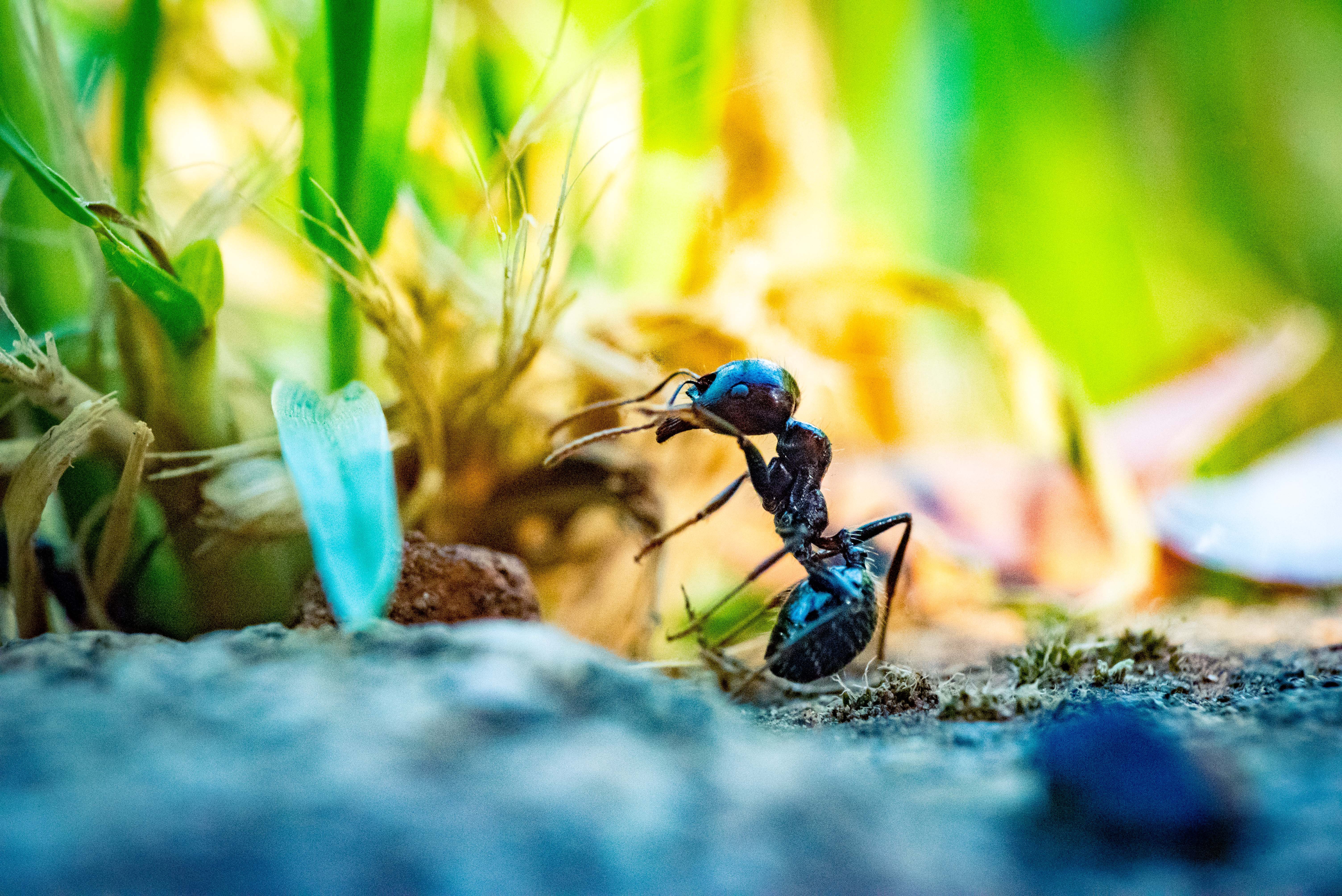 How to Identify Carpenter Ants