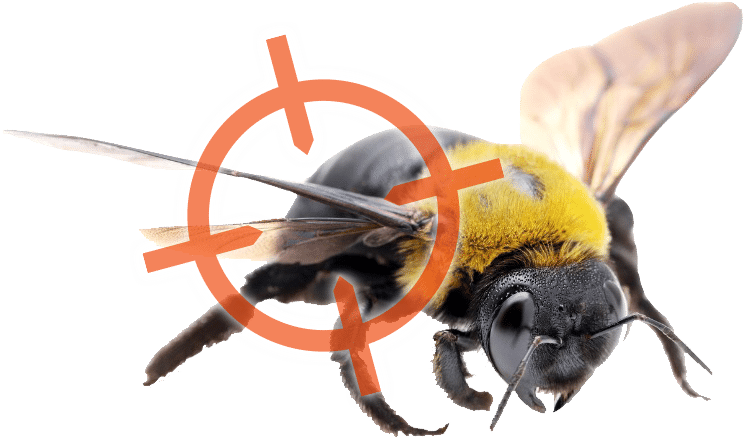 Carpenter Bee Control Cincinnati