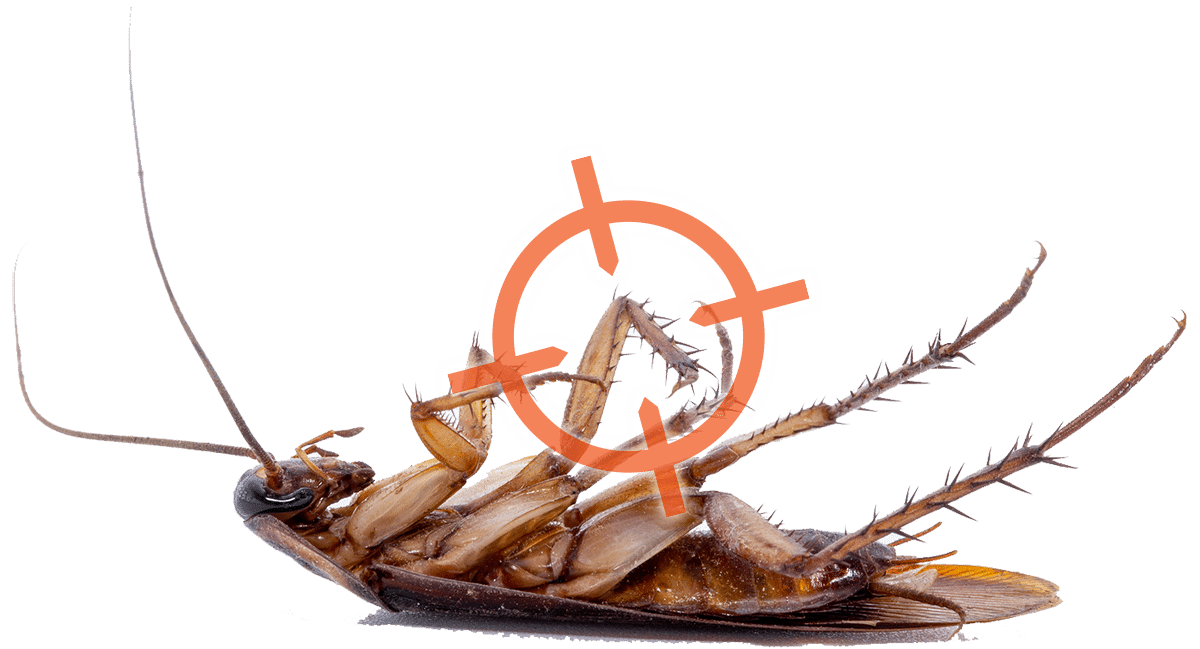 Cockroach Control and Exterminators in Cincinnati