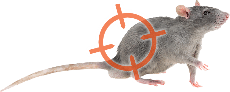 Rodent Control and Removal in Cincinnati