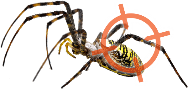 Spider Removal in Cincinnati Ohio