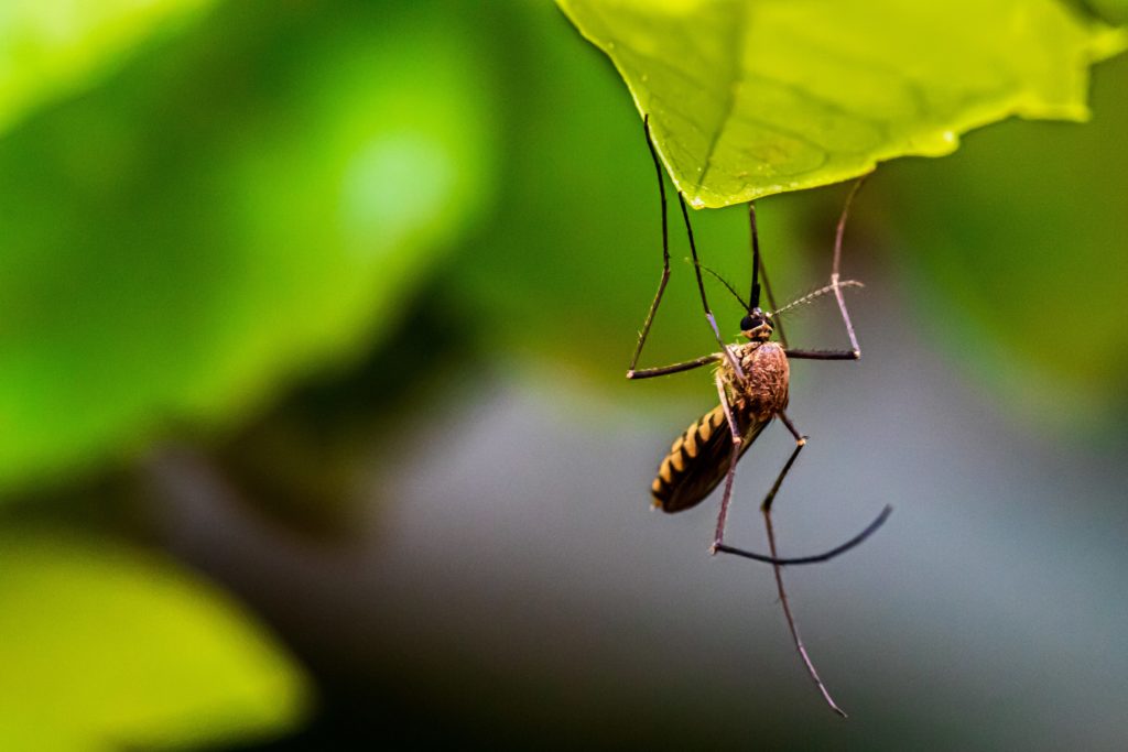 Mosquitoes in Ohio