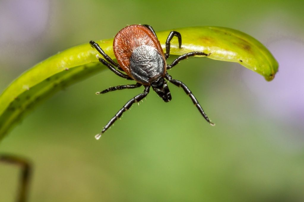 5 Facts about Fleas & Ticks