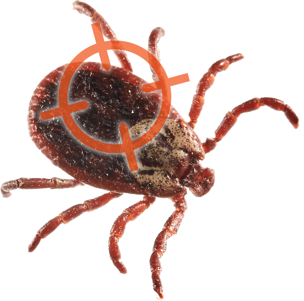 Flea Pest Control Cincinnati